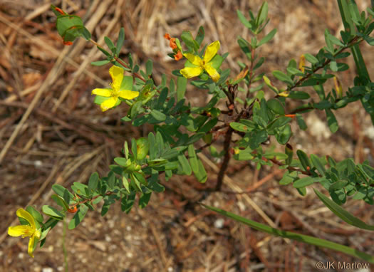 Hypericum hypericoides - St. Andrew's cross