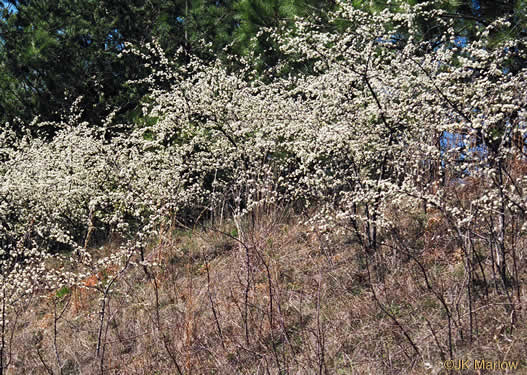 Prunus angustifolia 'Chris' - Chris Chickasaw plum