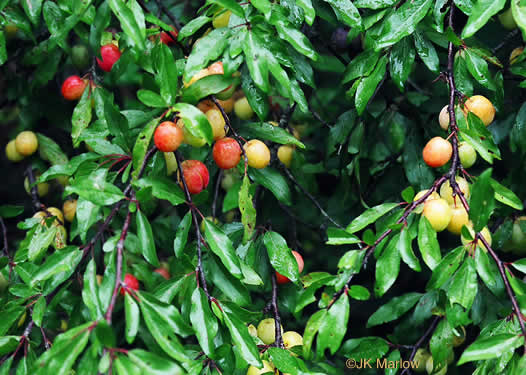 Prunus angustifolia 'Chris' - Chris Chickasaw plum