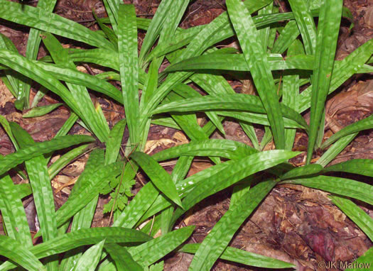 Carex plantaginea - sedge, seersucker