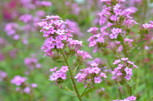 Phlox paniculata 'Jeana' - Jeana garden phlox