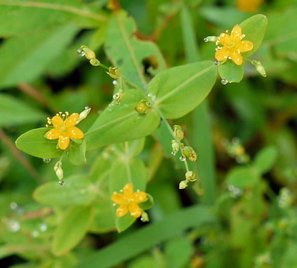 Hypericum mutilum - claspingleaf St. Johnswort