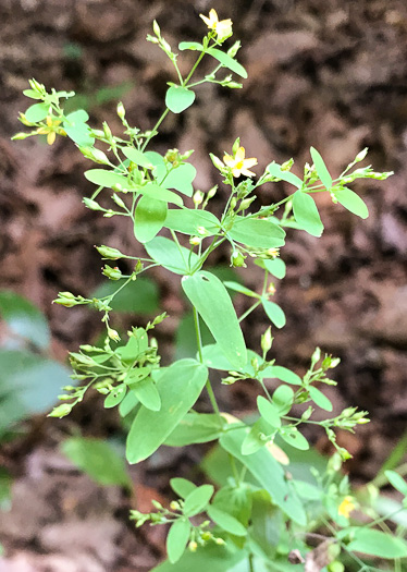 Hypericum mutilum - claspingleaf St. Johnswort