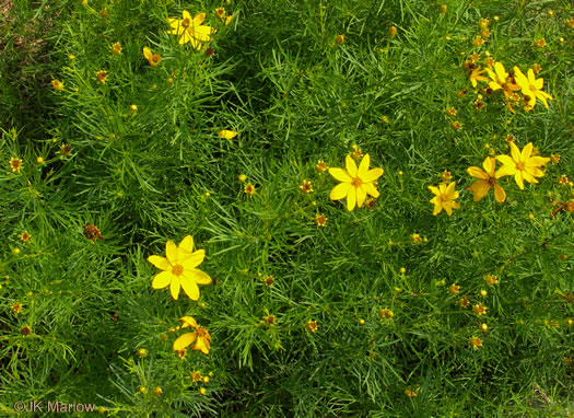 Anacis verticillata - threadleaf coreopsis
