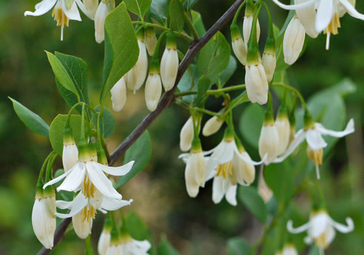 Styrax americanus - American snowbell
