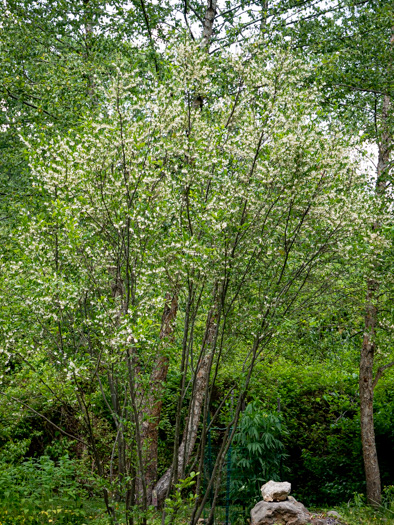 Styrax americanus - American snowbell