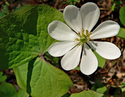 Jeffersonia diphylla - twinleaf