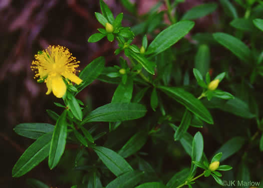 Hypericum prolificum - St. John's Wort, Shrubby
