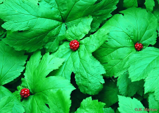 Hydrastis canadensis