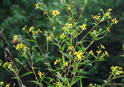 Helianthus microcephalus - sunflower, small-headed