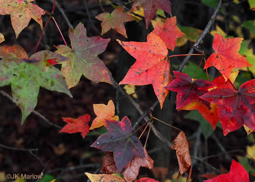 Liquidambar styraciflua - sweetgum