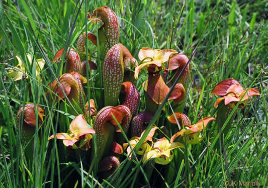 Sarracenia minor - hooded pitcher plant