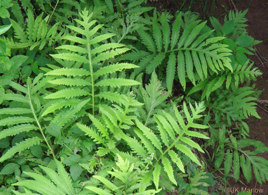 Onoclea sensibilis - sensitive fern