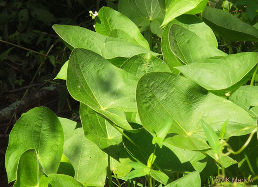 Sagittaria latifolia - broadleaf arrowhead