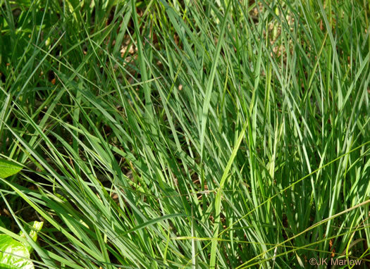 Schizachyrium scoparium - little bluestem