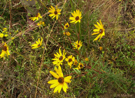 Helianthus angustifolius - sunflower, swamp