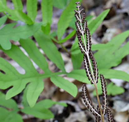 Onoclea sensibilis - sensitive fern