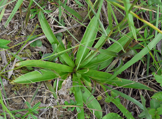 Aletris farinosa - unicornroot