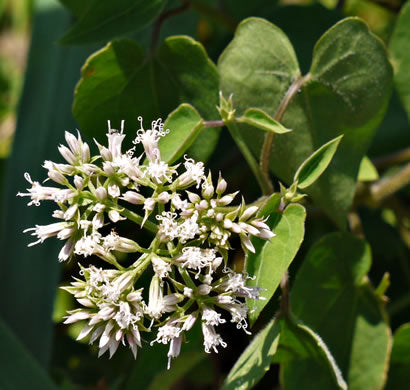 Mikania scandens - climbing hempweed