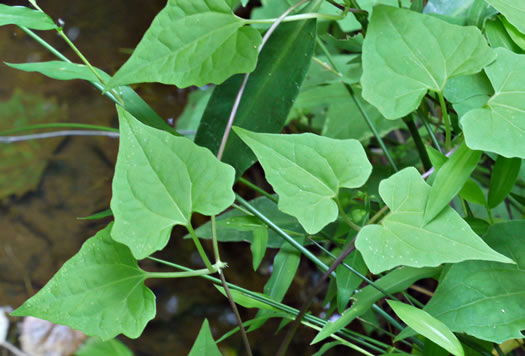 Mikania scandens - climbing hempweed