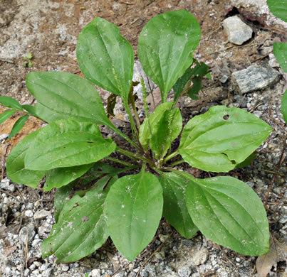 Plantago rugelii - Rugel's plantain