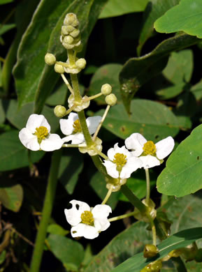 Sagittaria latifolia - broadleaf arrowhead