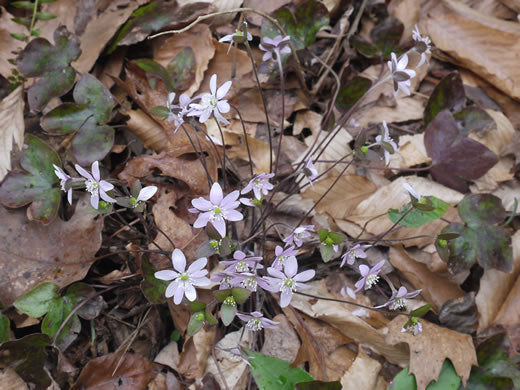 Hepatica acutiloba