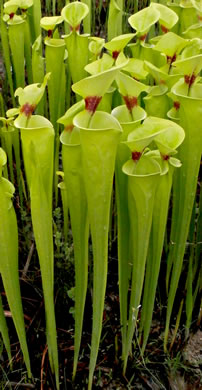 Sarracenia flava - yellow pitcher plant
