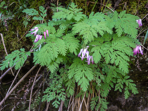 Dicentra eximia - wild bleeding heart