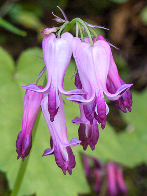 Dicentra eximia - wild bleeding heart