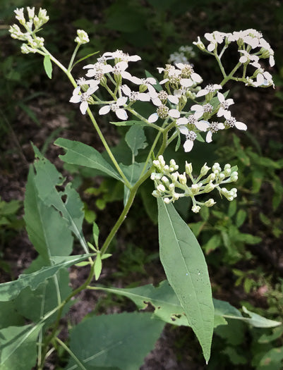 Verbesina virginica - frostweed