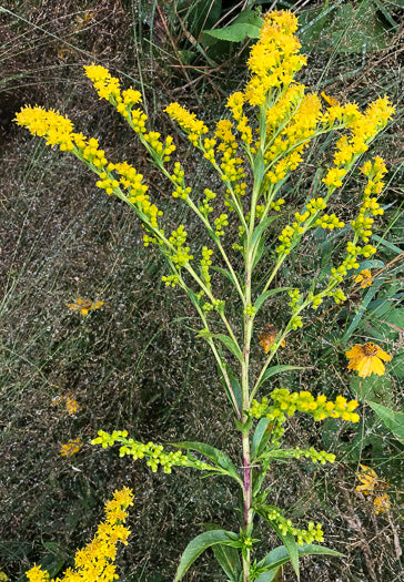 Solidago simulans - granite dome goldenrod