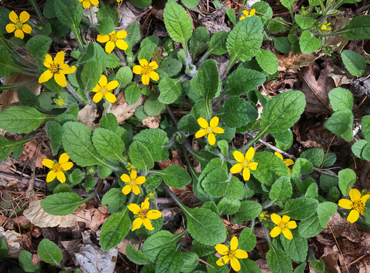 Chrysogonum repens - Carolina green-and-gold