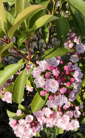 Kalmia latifolia - mountain laurel