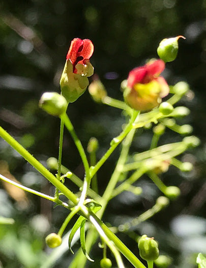 Scrophularia marilandica - late figwort