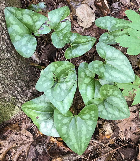 Hexastylis arifolia - little brown jug
