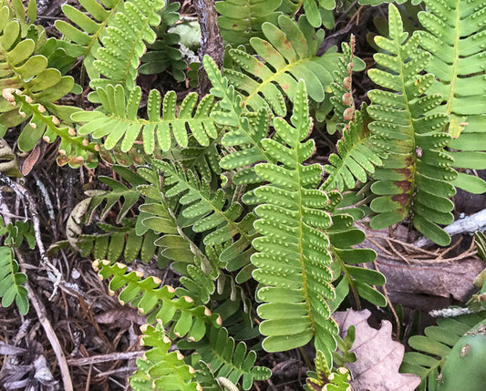 Pleopeltis michauxiana - resurrection fern