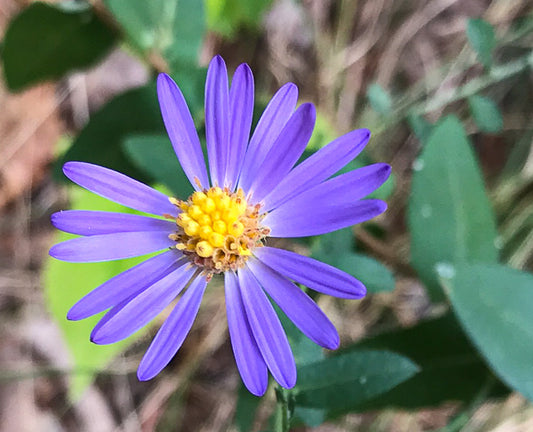 Symphyotrichum patens - late purple aster