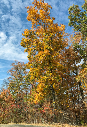 Carya pallida - sand hickory