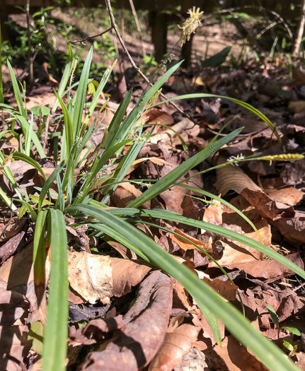 Carex laxiculmis - sedge, creeping