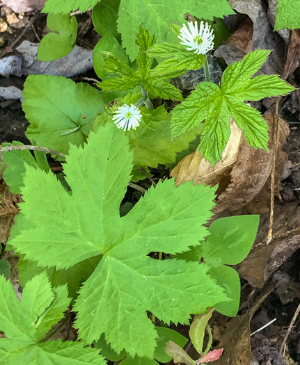 Hydrastis canadensis