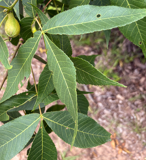 Carya glabra - pignut hickory