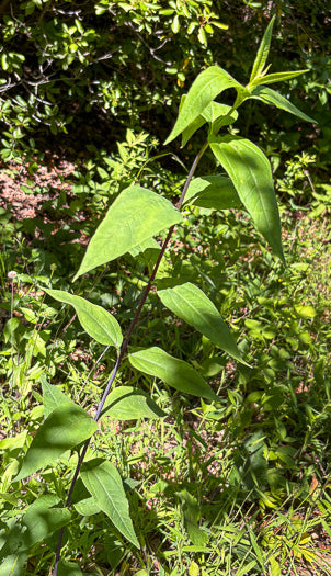 Helianthus microcephalus - sunflower, small-headed