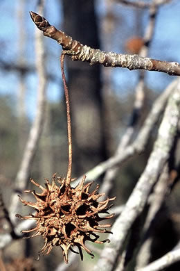 Liquidambar styraciflua - sweetgum