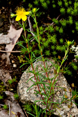 Hypericum lloydii - sandhill St. Johnswort