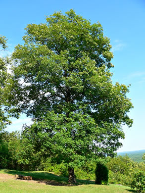 Carya glabra - pignut hickory