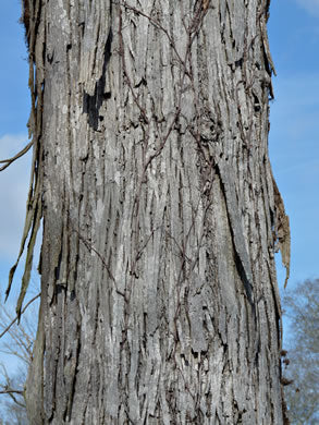 Carya ovata - shagbark hickory