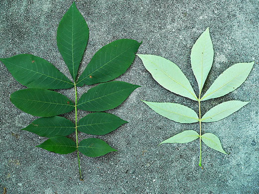 Carya pallida - sand hickory