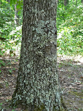 Quercus coccinea - scarlet oak
