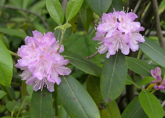 Rhododendron minus - piedmont rhododendron